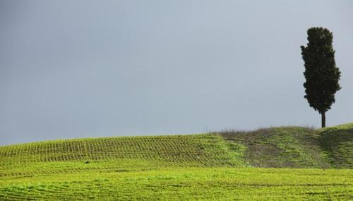 a tree on a hill with a green field at Podere Conte Ugo in Contignano