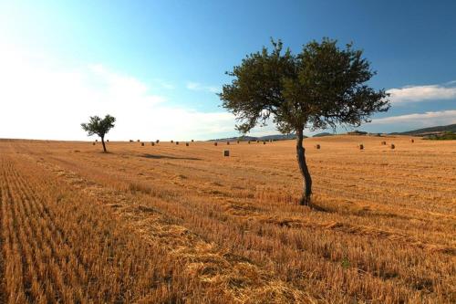 a large field with a tree in the middle at Podere Conte Ugo in Contignano