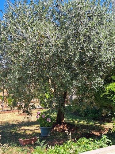 an apple tree with a flower pot in front of it at New Holiday House, near Makarska in Grubine