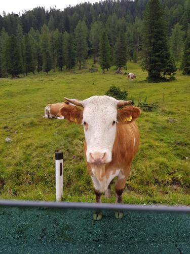 a brown and white cow standing in a field at Van der Molen in Innerkrems