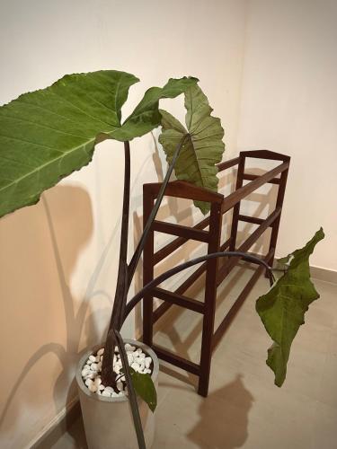 a plant in a pot next to a wooden chair at Bananas Palm Villa in Mirissa