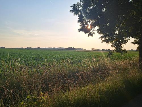 a field of grass with the sun in the sky at In 't Wiel Oudenaarde in Oudenaarde