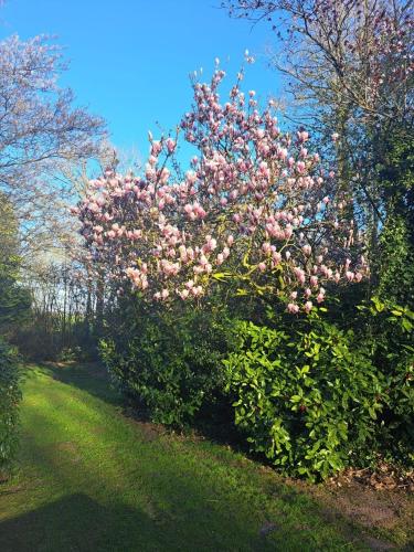 a flowering tree with pink flowers in a park at B&B Buitengewoon in Fochteloo