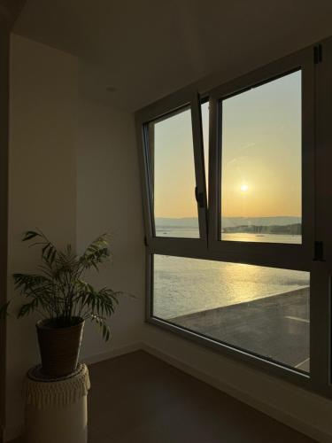 eine Topfpflanze in einem Zimmer mit Fenster in der Unterkunft Playa Compostela in Vilagarcia de Arousa
