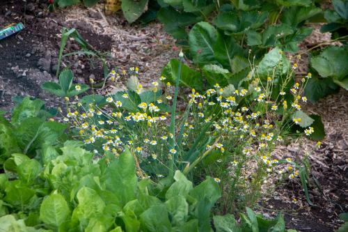 a garden with yellow flowers and green plants at Hikers Hut Pr Blažu in Podbrdo