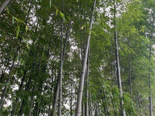 a group of bamboo trees in a forest at Zhangjiajie Ldyllic Pondside Timber Lodge in Zhangjiajie