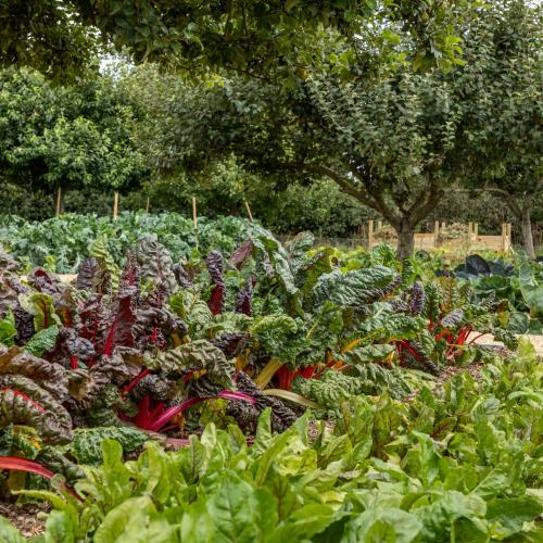 a garden filled with lots of green and red vegetables at Louma Country Hotel in Wootton Fitzpaine