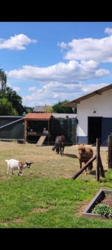 a group of animals standing in a field at Vacation on the farm in Lanaken