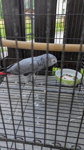 a parrot in a cage with a plate of food at Il Giardino dell'Eden in Caprile