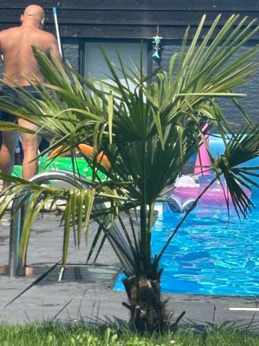 a palm tree in front of a swimming pool at vakantiehuisje DE WEELEN met Jacuzzi Huwelijks topkeuze! in Lutjebroek