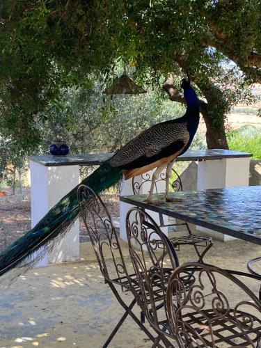 a peacock standing on top of a table at La Casa de las Higueras Dar Karmus Tetouan in Tetouan