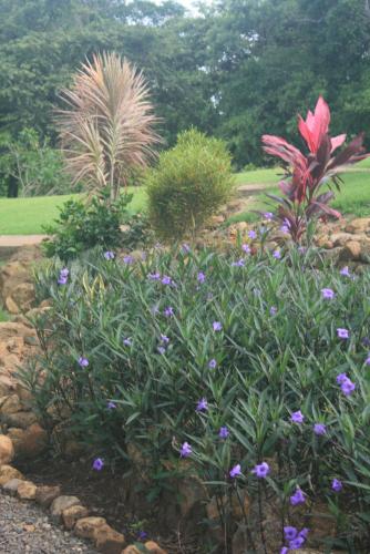 a garden with purple flowers in a yard at 2 Bedroom Guest House with Pool in Hacienda Miravalles