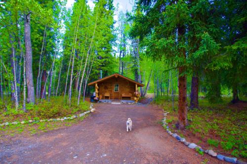 a dog standing in front of a log cabin at Carlo Creek Cabins in McKinley Park