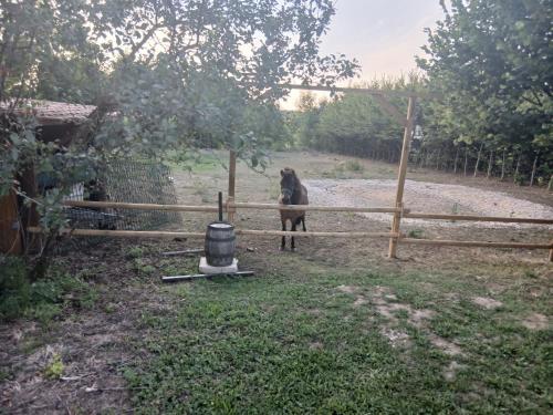 a brown horse standing behind a wooden fence at La cabane de Lancelot Chambre Romance in Laperrière-sur-Saône
