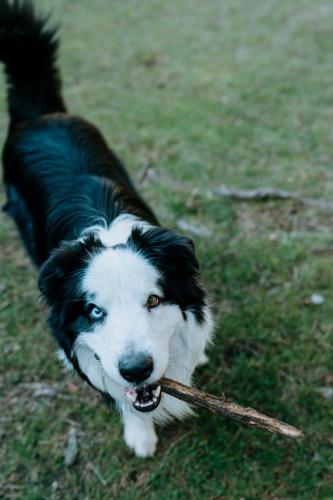 a black and white dog holding a stick in its mouth at Chata Pod Lasem in Poręba