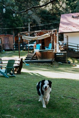 a black and white dog walking in the grass at Chata Pod Lasem in Poręba