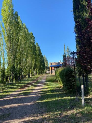 una fila de árboles en un camino de tierra en Camino al Valle, en San Rafael