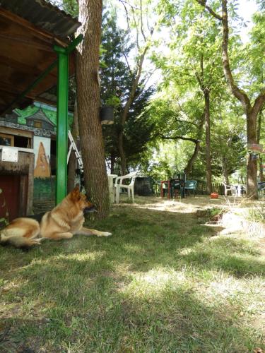 a dog laying in the grass under a tree at Hotel Rural Camino Medulas in Ponferrada