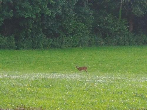 a deer standing in a field of grass at Le Clos Fleuri in Sautin