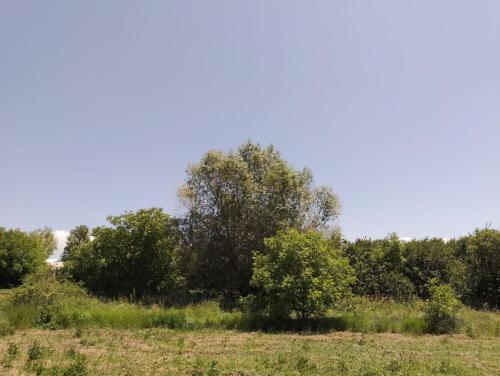 un groupe d'arbres dans un champ dans l'établissement City Escape, à Gyumri