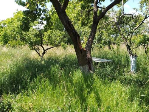 Jardin de l'établissement City Escape