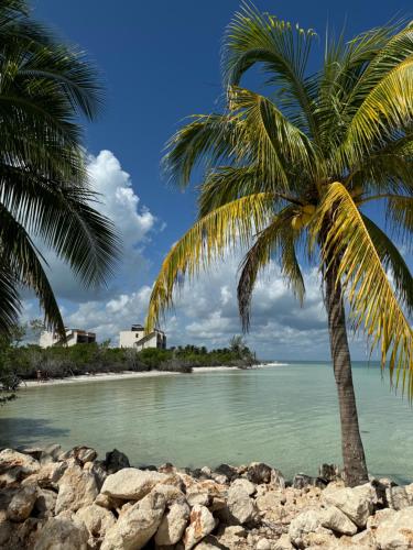 a palm tree on a rocky beach at Ocean View 2 Bedroom Apartment in Punta Cocos - A201 in Holbox Island