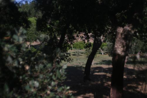 a view of a forest with trees in the foreground at Quinta da Paz Eco-Lodge in São Luis