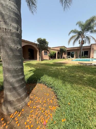 a palm tree with oranges on the grass next to a house at Chic home with a private pool in Dar Mouddene