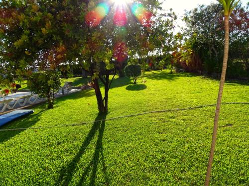 un albero nel mezzo di un prato di MONTE DO CHAPARRO by Stay in Alentejo a Vila Nova de Milfontes