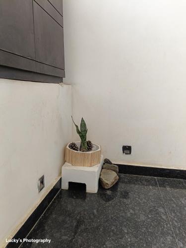 a potted plant sitting in a corner of a room at BELLA VISTA Homestay BNB in Zirakpur