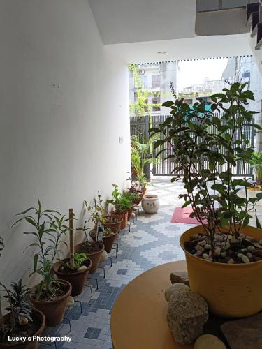 a row of potted plants in a room at BELLA VISTA Homestay BNB in Zirakpur