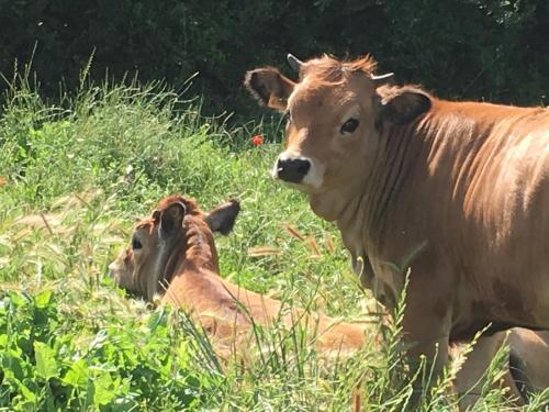 two cows laying in the grass in a field at Capannacce Organic and Horse Farm in Rapolano Terme