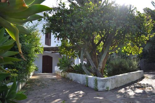 a tree in front of a building with a driveway at Casa Schicciola in Stromboli
