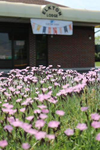 a field of pink flowers in front of a building at Elkton Lodge - Newark - Elkton University Gateway in Elkton