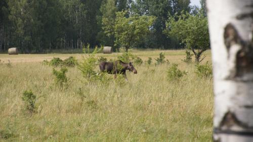 a horse standing in a field of tall grass at Żubrowe Sioło - dom w naturze - najładniejsze widoki - nowość in Białowieża