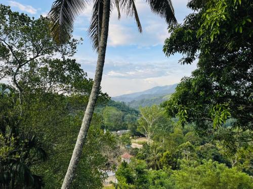 a palm tree in the jungle with a view at Ella Hillcrest Heaven-Free Pickup from Ella in Ella
