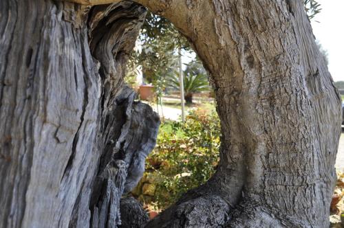 a close up of the trunk of a tree at Delle Rose, Hotel & Horse Riding in Torre Vado