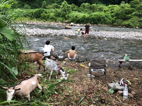 a group of people standing in a river with goats at わくわく自然体験の宿ゲストハウス山楽 in Itoigawa