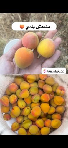 a person holding a bunch of fruit in a bowl at شقة اشتفينا المفروشة in Ajloun