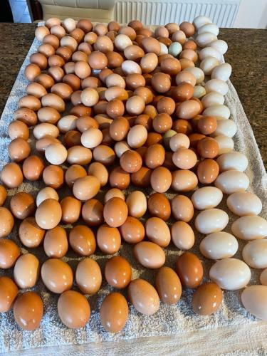アパートメントの敷地内または近くでの食事または食べ物