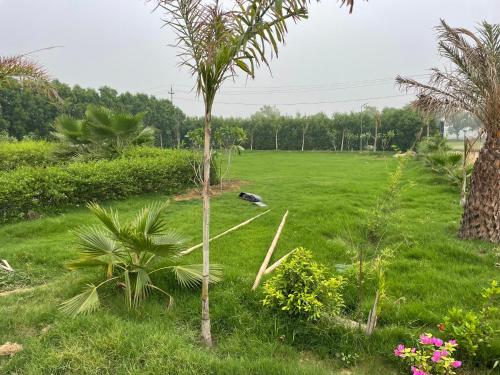 a green field with a palm tree in the grass at Rocopie Farm in Asthal Bohar