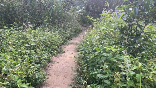 a dirt path through a field of plants at Vuglamping in Hue