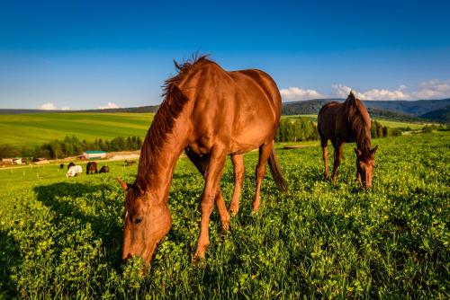 two horses grazing in a field of grass at Oravský Háj Garden Hotel & Resort in Trstená