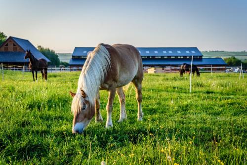 a horse grazing in a field of grass at Oravský Háj Garden Hotel & Resort in Trstená