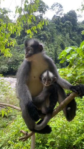 two monkeys are sitting on a tree branch at Lucky Bamboo'Bungalows-Resto and Orangutan Jungle Trekking Tours in Bukit Lawang