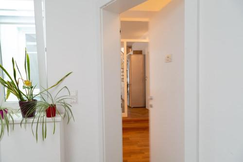 a hallway with white walls and plants in a room at Klimatisierte Luxus-Dachterrassenwohnung im Zentrum in Sankt Pölten