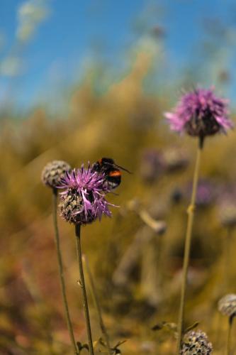 a bee sitting on top of a purple flower at Warmińska Polana - Nowy, całoroczny dom na 2 ha łące dla 8 osób - Gietrzwałd in Gietrzwałd