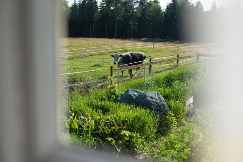 two cows standing in a field behind a fence at Härbre Cabin in Årjäng