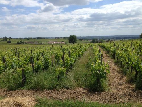 a vineyard in the middle of a field at El Molí de Pontons suites con jacuzzi spa in Pontons