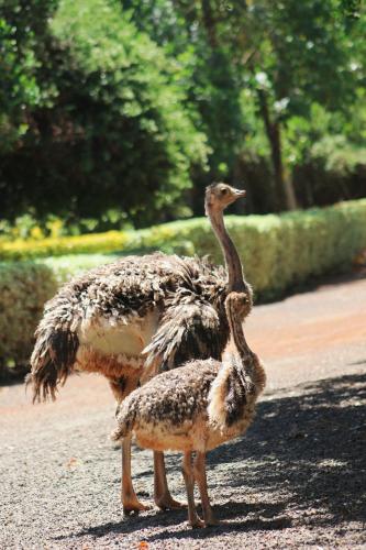 two ostriches standing on a road at Solio Gardens Nanyuki in Nanyuki